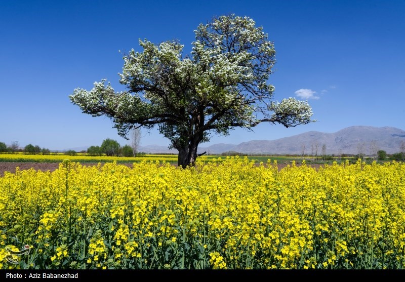 شکوفه های بهاری در شهرستان سلسله - لرستان