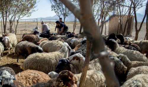 بازار گوشت رقابتی می‌شود/ کاهشی شدن قیمت دام به زودی