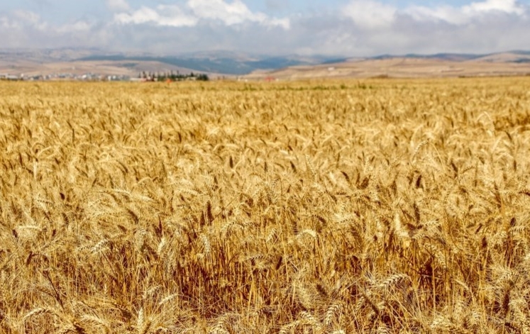 قیمت تضمینی گندم هنوز رسمی نشده؛ کشاورزان منتظرند