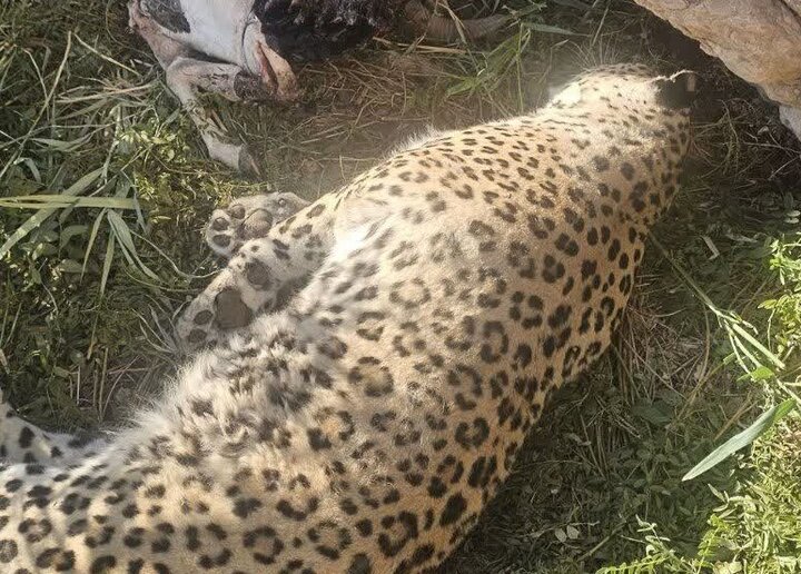 کشف لاشه پلنگ در پناهگاه حیاتوحش عباسآباد نایین؛علت مرگ بررسی می شود