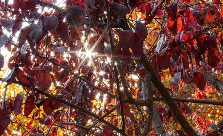دمای فامنین به منفی ۵ درجه رسید