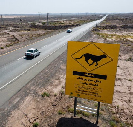 اعمال قانون کنترل سرعت در محدوده تردد یوزپلنگ/ تصویب طرح ایمنسازی سهراهی سرخه - کوهدشت