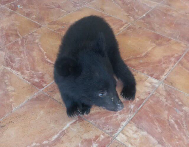 یک قلاده خرس سیاه بلوچی در کوههای راسک رویت شد