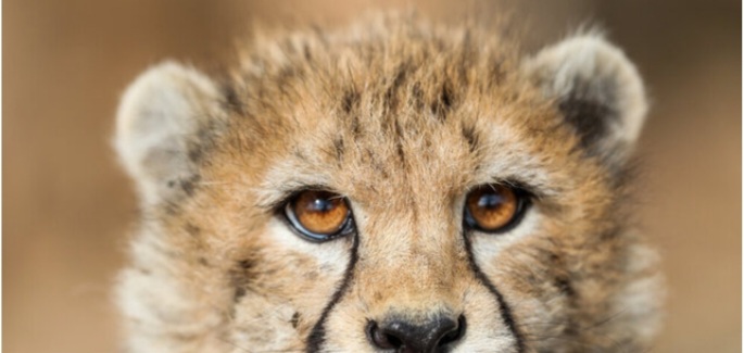 مشاهده ۳ قلاده یوزپلنگ آسیایی در توران