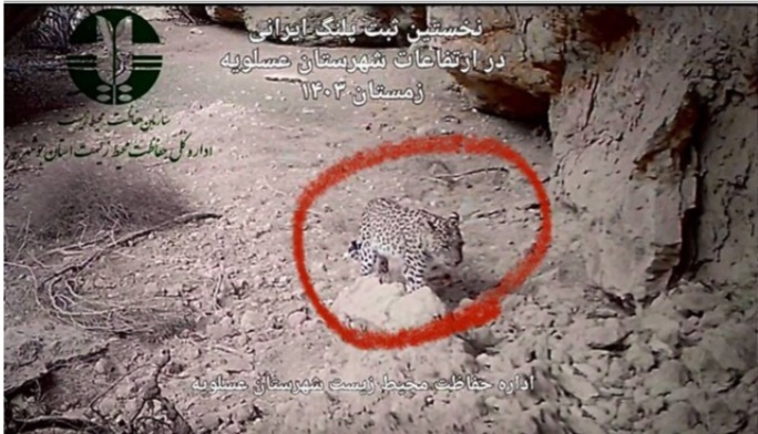 اولین تصویر ثبت شده از پلنگ ایرانی در عسلویه